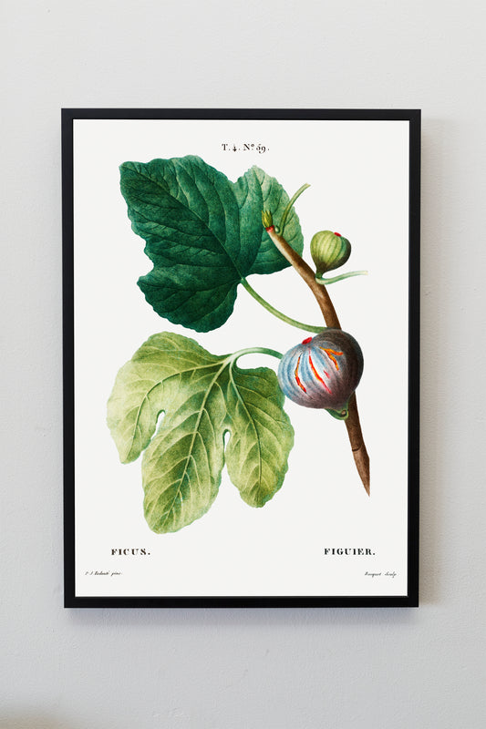 Illustration of Figs Poster Print Wall Hanging Decor A4 A3 A2