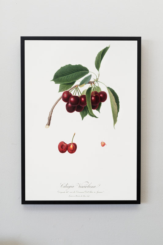 Vintage Cherry Illustration Poster Print Wall Hanging Decor A4 A3 A2