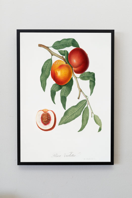 Vintage Peach Illustration Poster Print Wall Hanging Decor A4 A3 A2