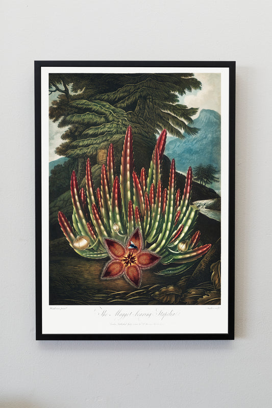 The Maggot–Bearing Stapelia | Botanical Prints | Botanical Posters | Flower Prints | Kitchen Wall Decor | Plant Decor | Flower Illustration