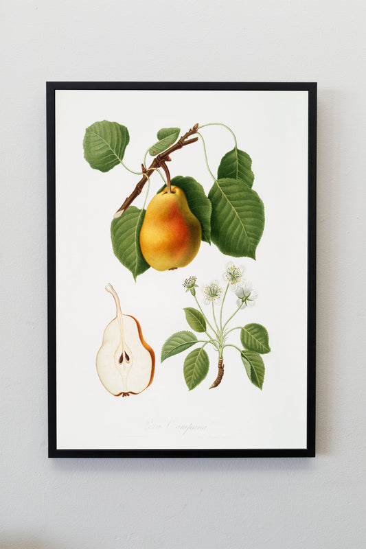 Vintage Pear Illustration Poster Print Wall Hanging Decor A4 A3 A2