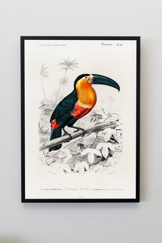 Toucan Bird Poster Print Wall Hanging Decor