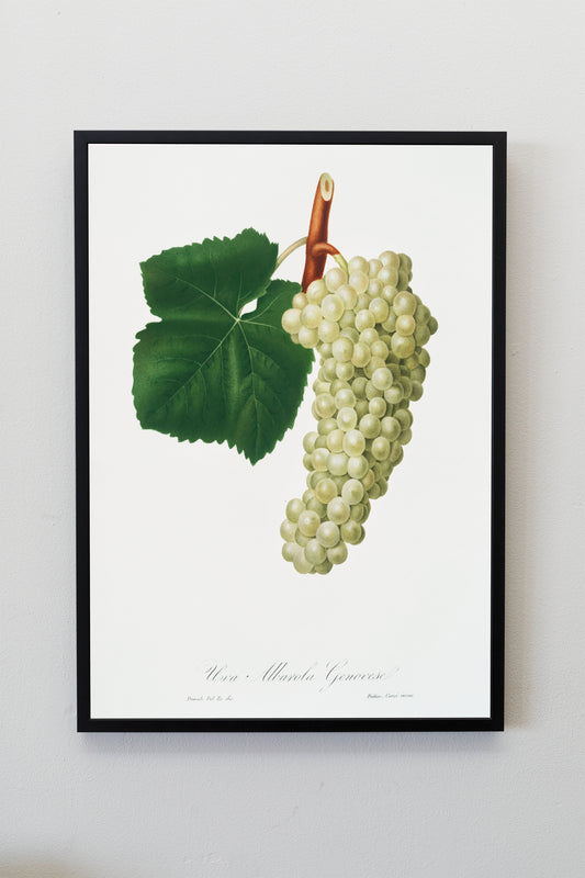 Vintage White Grape Illustration Poster Print Wall Hanging Decor A4 A3 A2