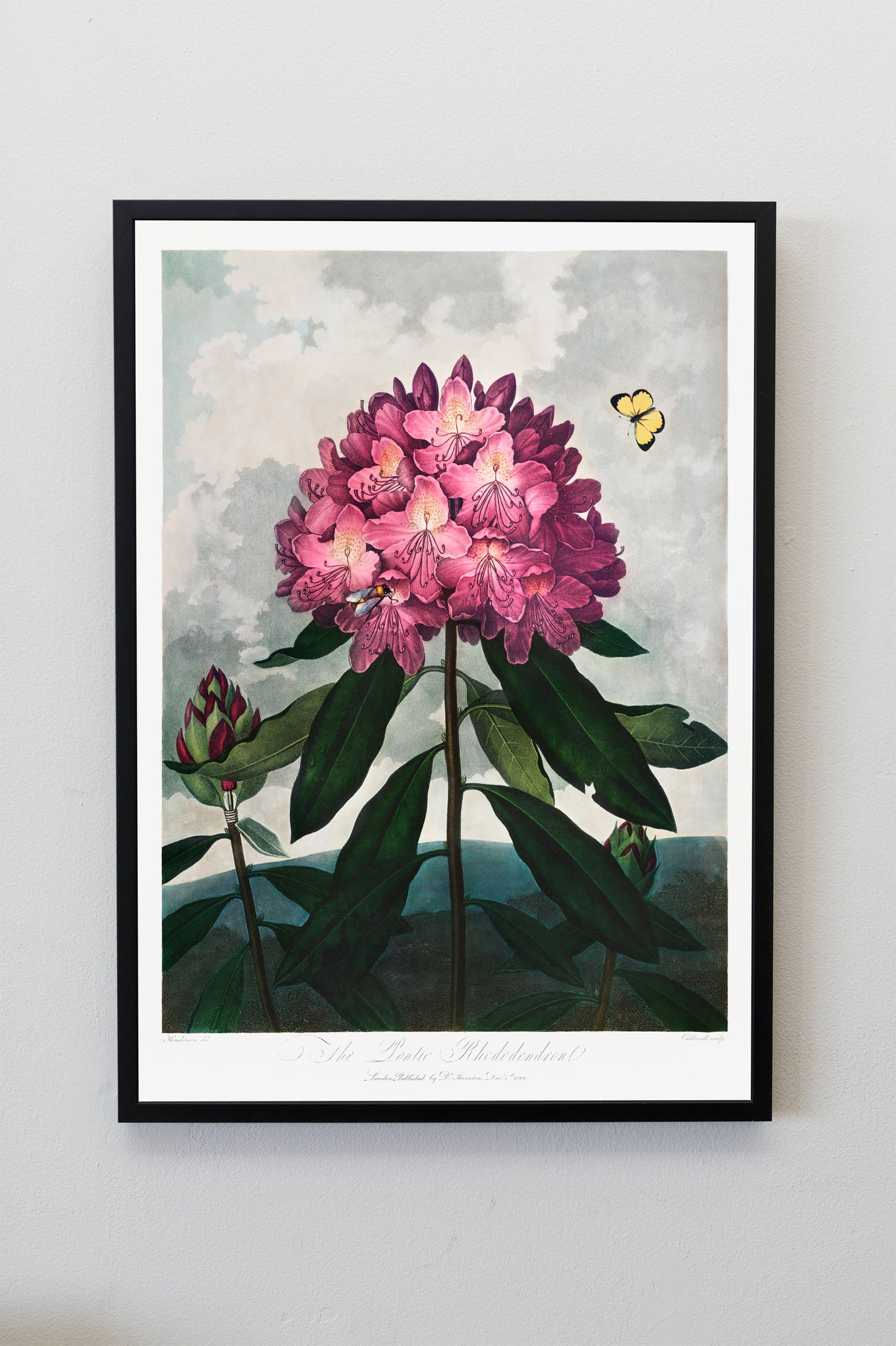 The Pontic Rhododendron | Botanical Prints | Botanical Posters | Flower Prints | Kitchen Wall Decor | Plant Decor | Flower Illustration