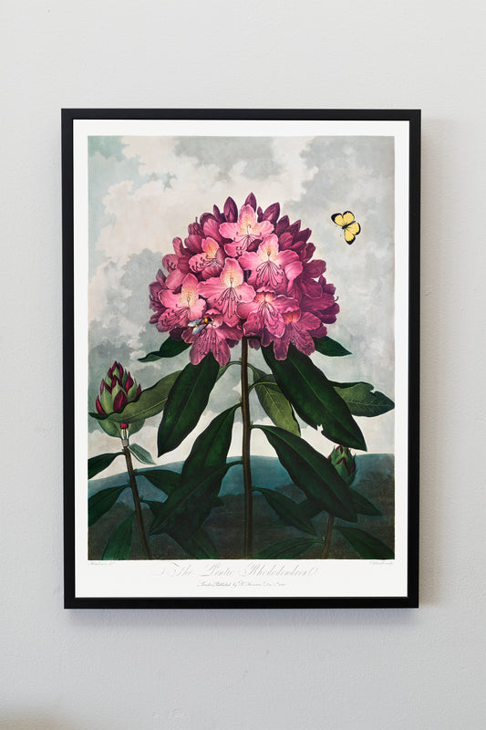 The Pontic Rhododendron | Botanical Prints | Botanical Posters | Flower Prints | Kitchen Wall Decor | Plant Decor | Flower Illustration