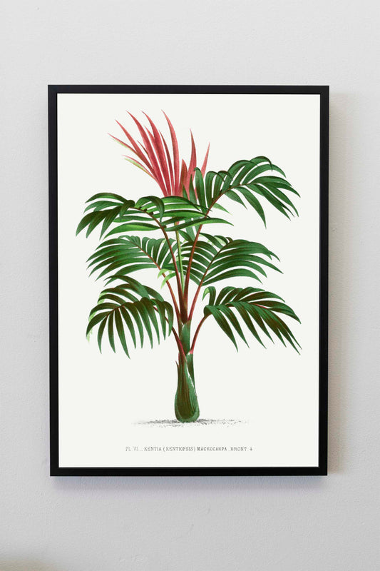 Vintage Palm Tree Illustration | Palm Tree Wall Art | Tropical Wall Art | Tropical Plant Prints | Office Wall Art | Palm Tree Posters