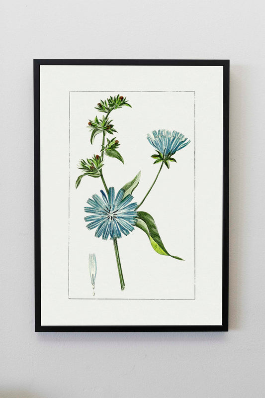 Hand drawn blue chicory Print | Flower Wall Art | Botanical Prints | Vintage Botanical Art | Tropical Flower Prints | Blue Flower Wall Art