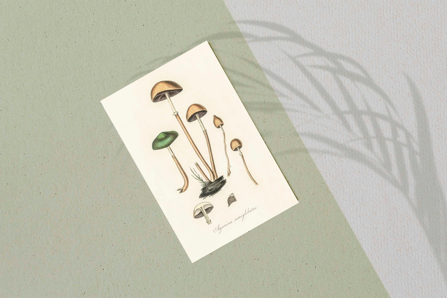 Mushroom fungi Art vintage illustration Poster Wall Hanging Decor