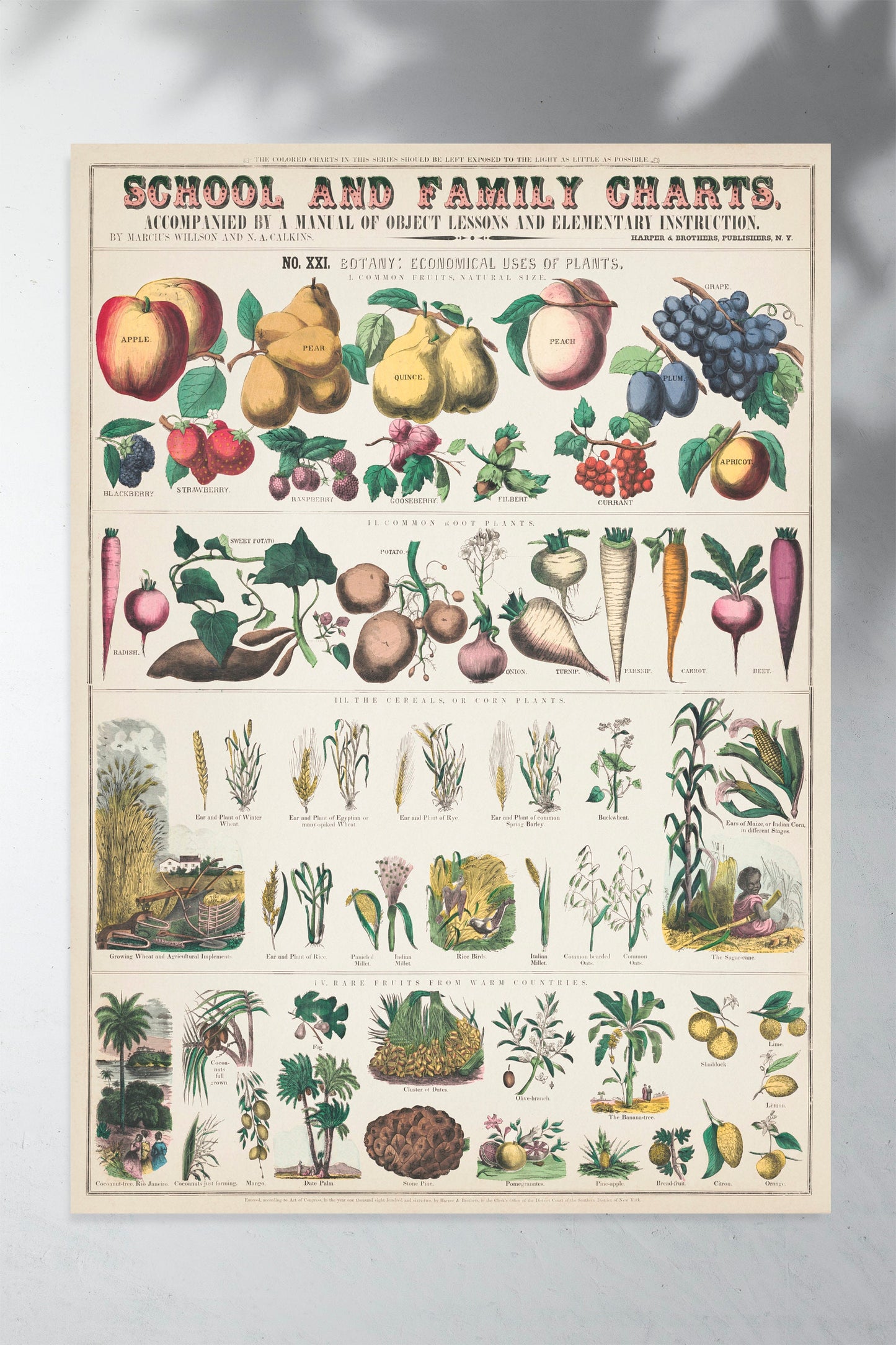 School and family charts botanical economical uses of plants Vintage fruits vegetables flowers illustration plants Poster Wall Hanging Decor