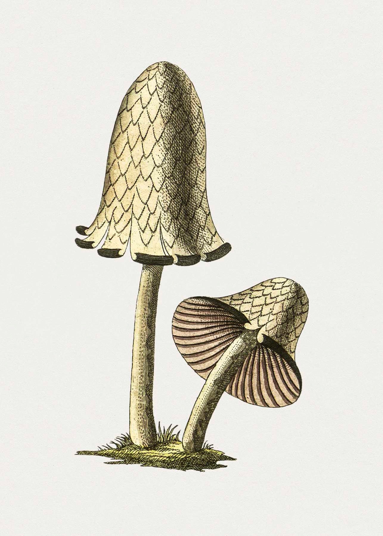 Vintage inky cap edible mushroom fungi nature botanics botanical art vintage illustration Poster Wall Hanging Decor