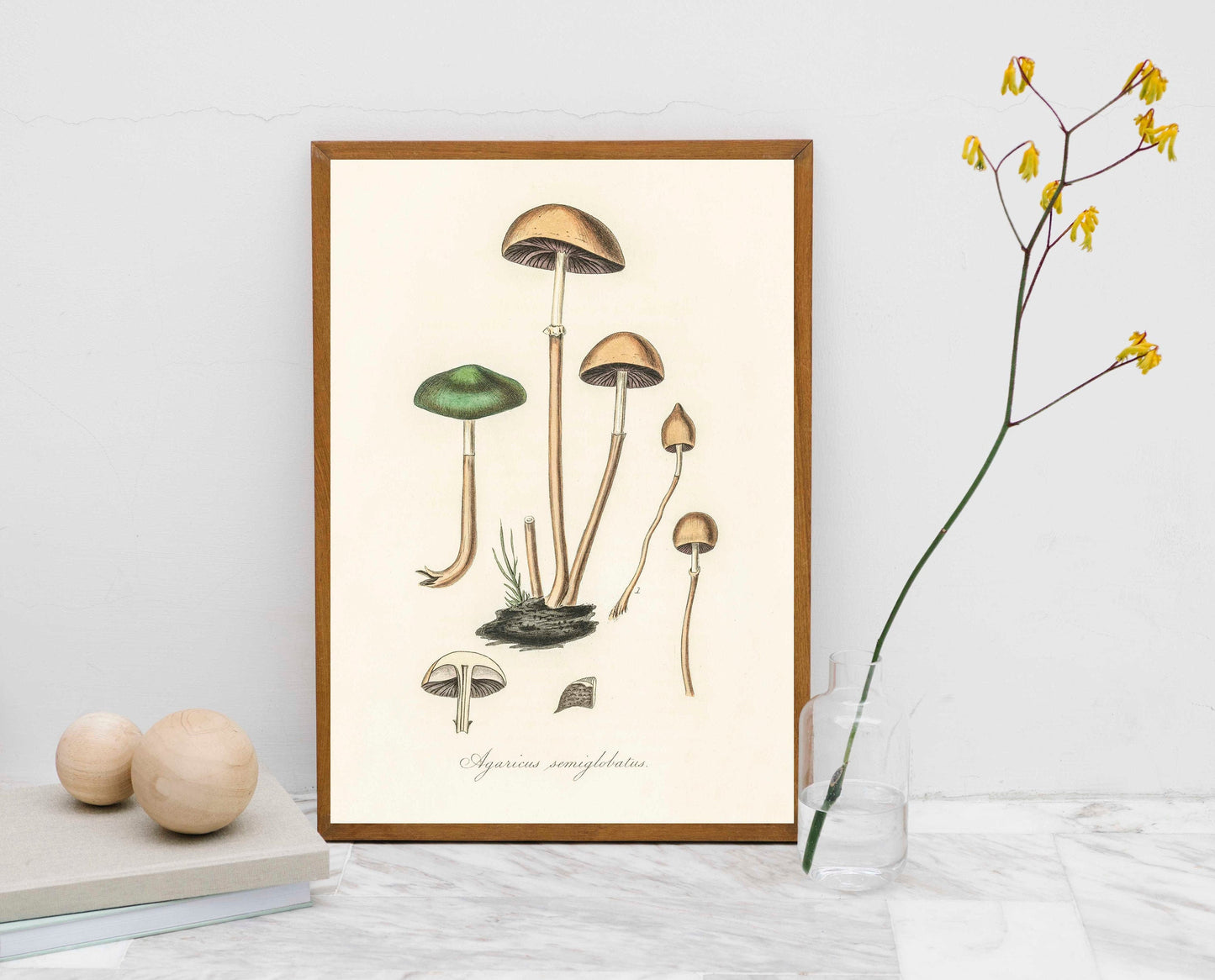 Mushroom fungi Art vintage illustration Poster Wall Hanging Decor