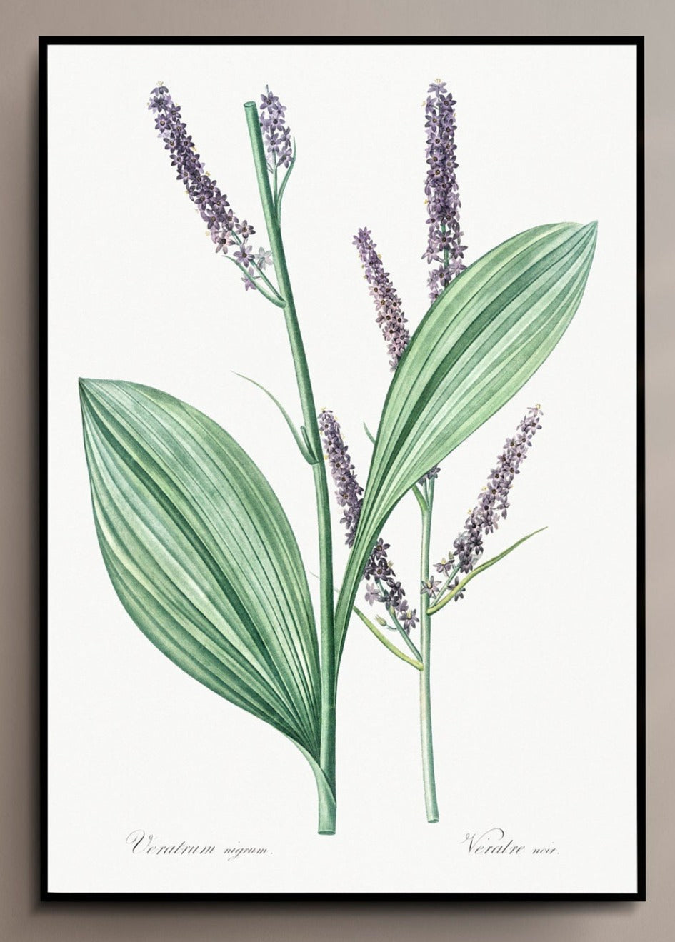 Black false hellebore flower illustration Poster Print Wall Hanging Decor