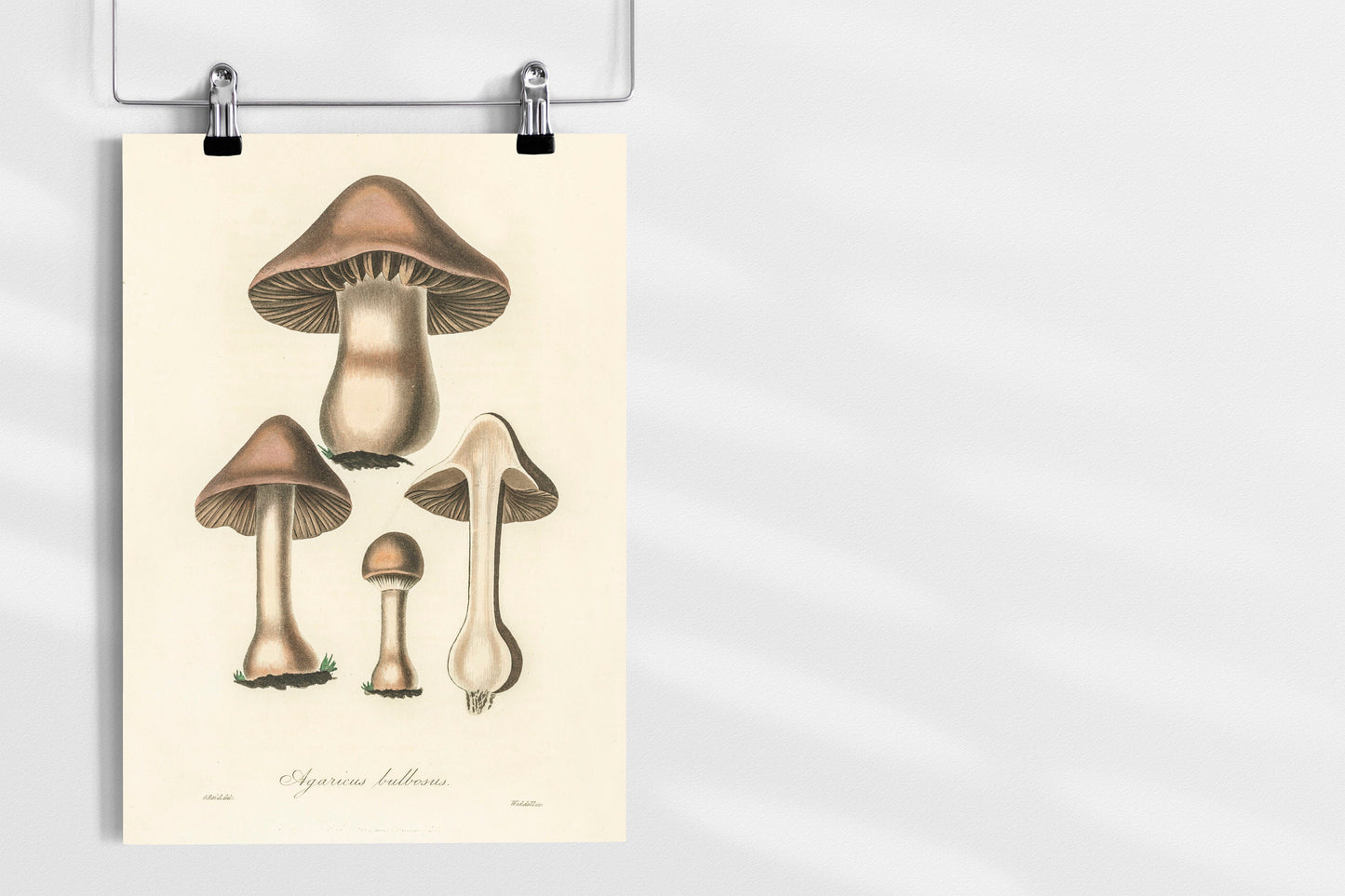 Mushroom Fungi Poster Print Wall Hanging Decor A4 A3 A2