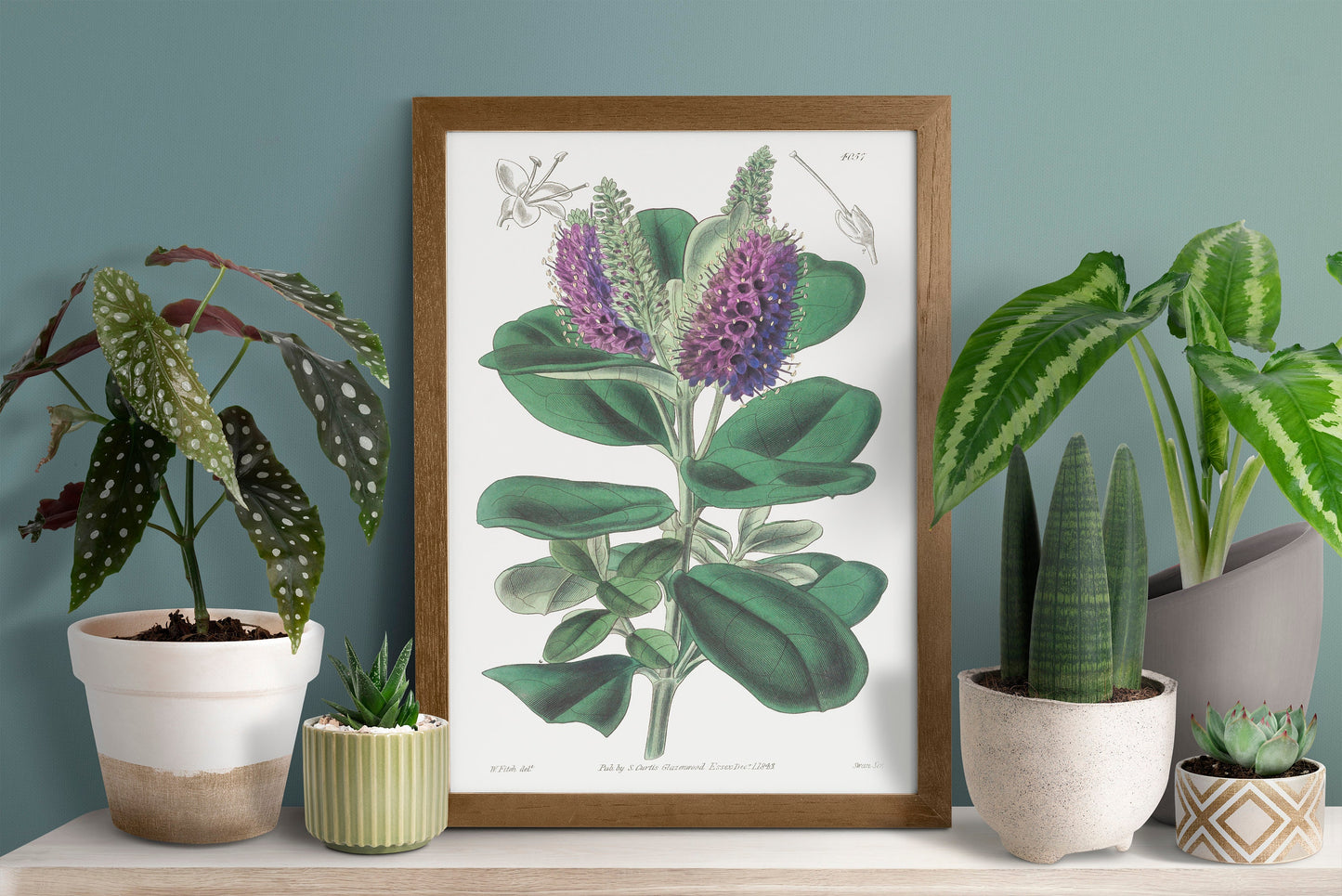 Veronica Speciosa Plant Flower Poster Illustration Print Wall Hanging Decor