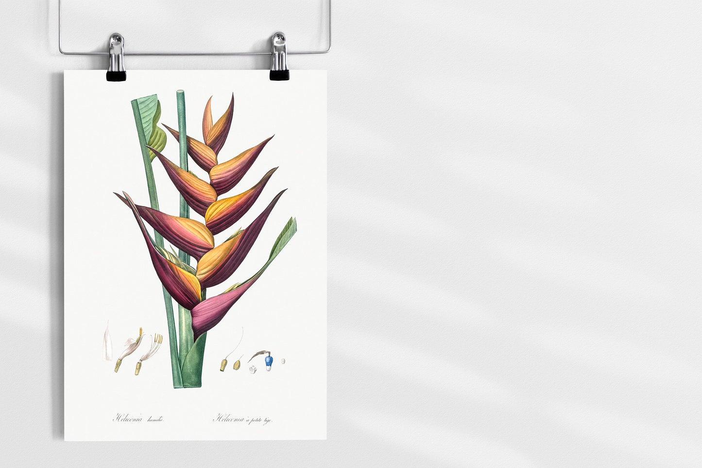 Parrot heliconia flower illustration Poster Print Wall Hanging Decor