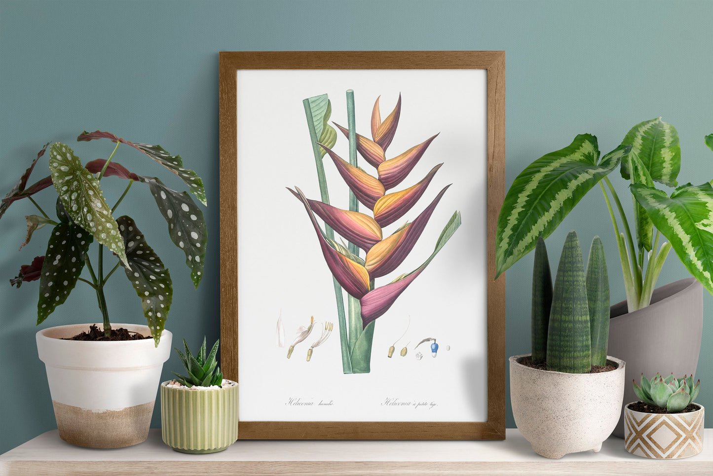 Parrot heliconia flower illustration Poster Print Wall Hanging Decor