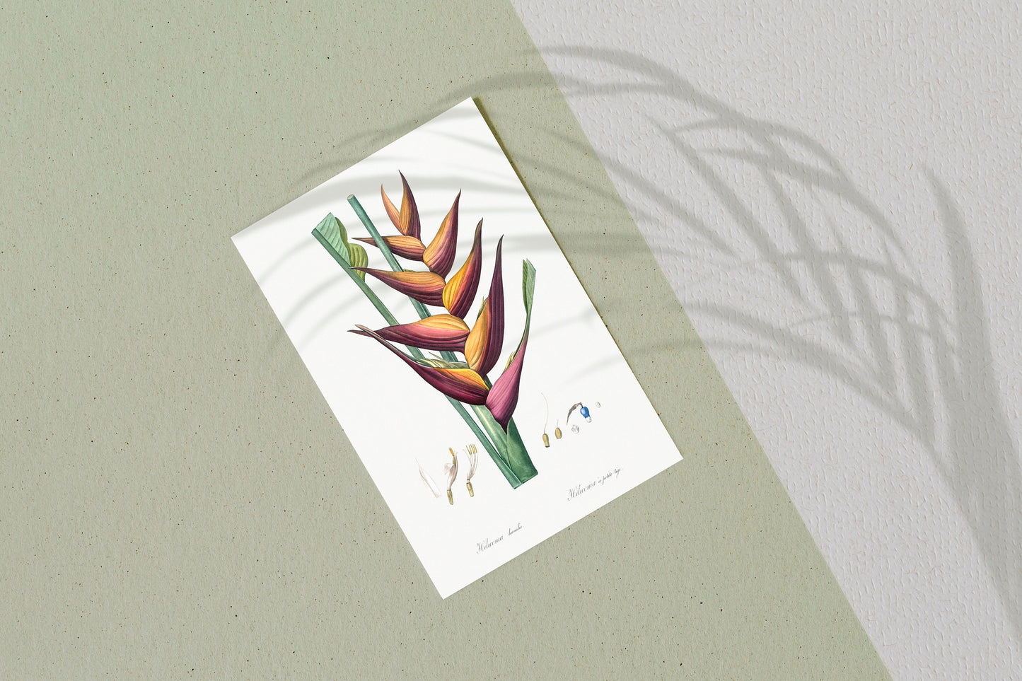 Parrot heliconia flower illustration Poster Print Wall Hanging Decor