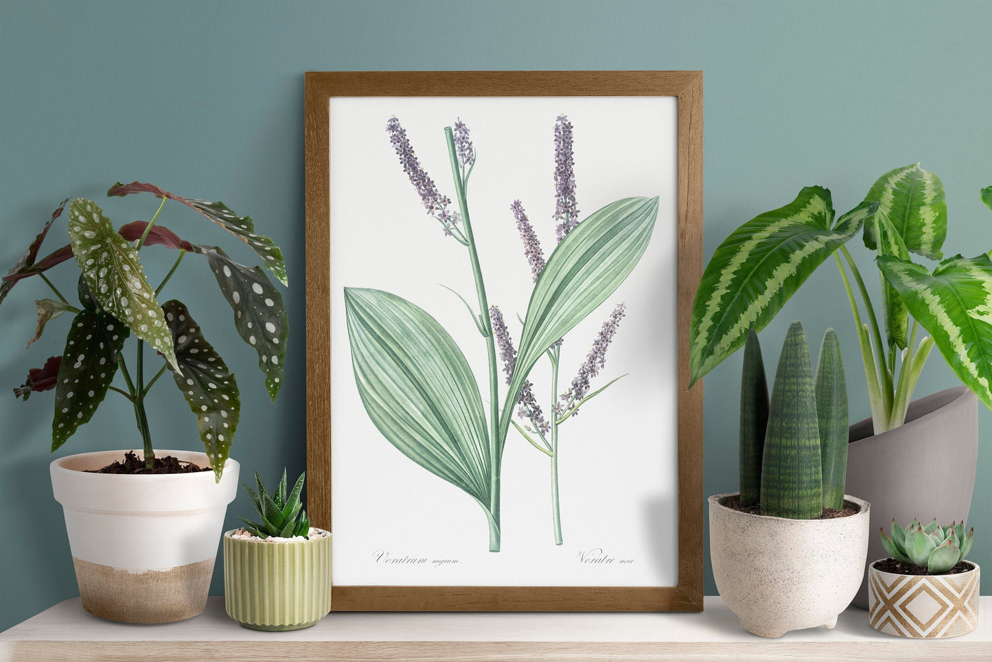 Black false hellebore flower illustration Poster Print Wall Hanging Decor