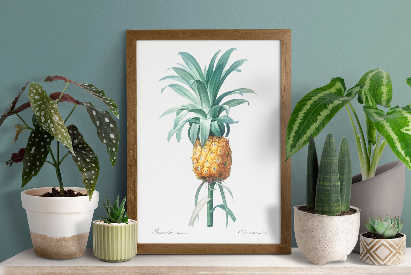 Pineapple illustration from Les liliacées (1805) by Pierre-Joseph Redouté Poster Print Wall Hanging Decor