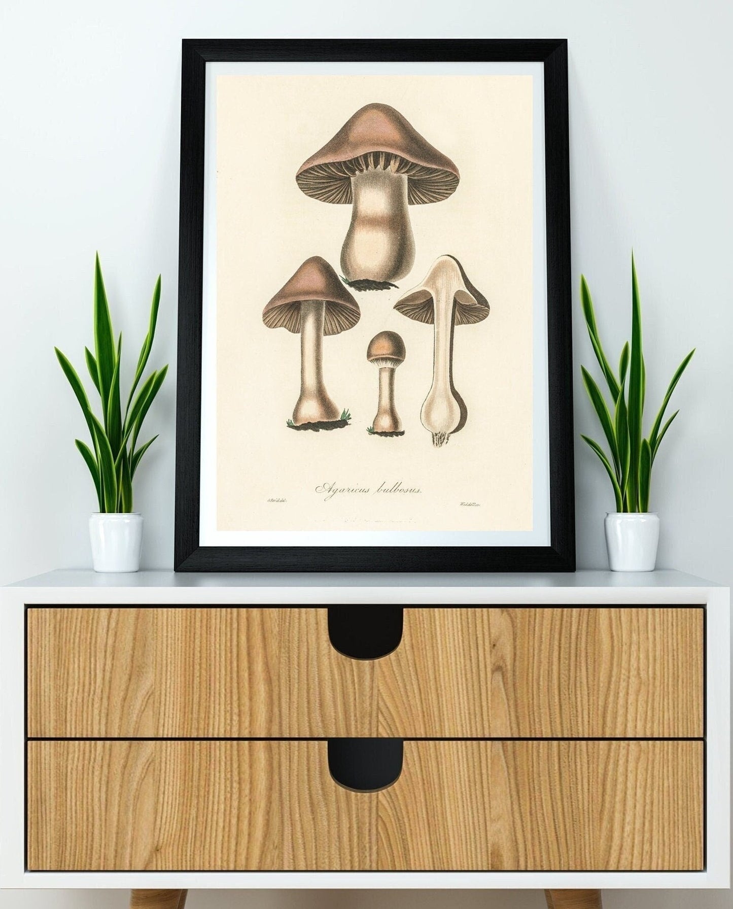 Mushroom Fungi Poster Print Wall Hanging Decor A4 A3 A2