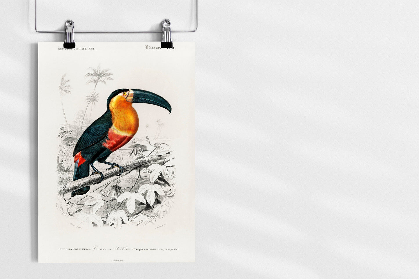 Toucan Bird Poster Print Wall Hanging Decor