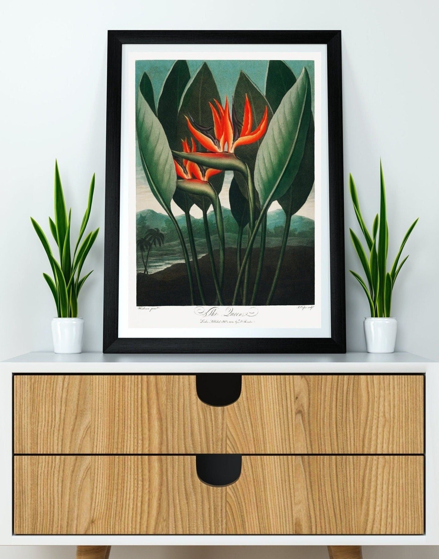 The Queen–Plant Flower Plant Botanical Poster Print Wall Hanging Decor