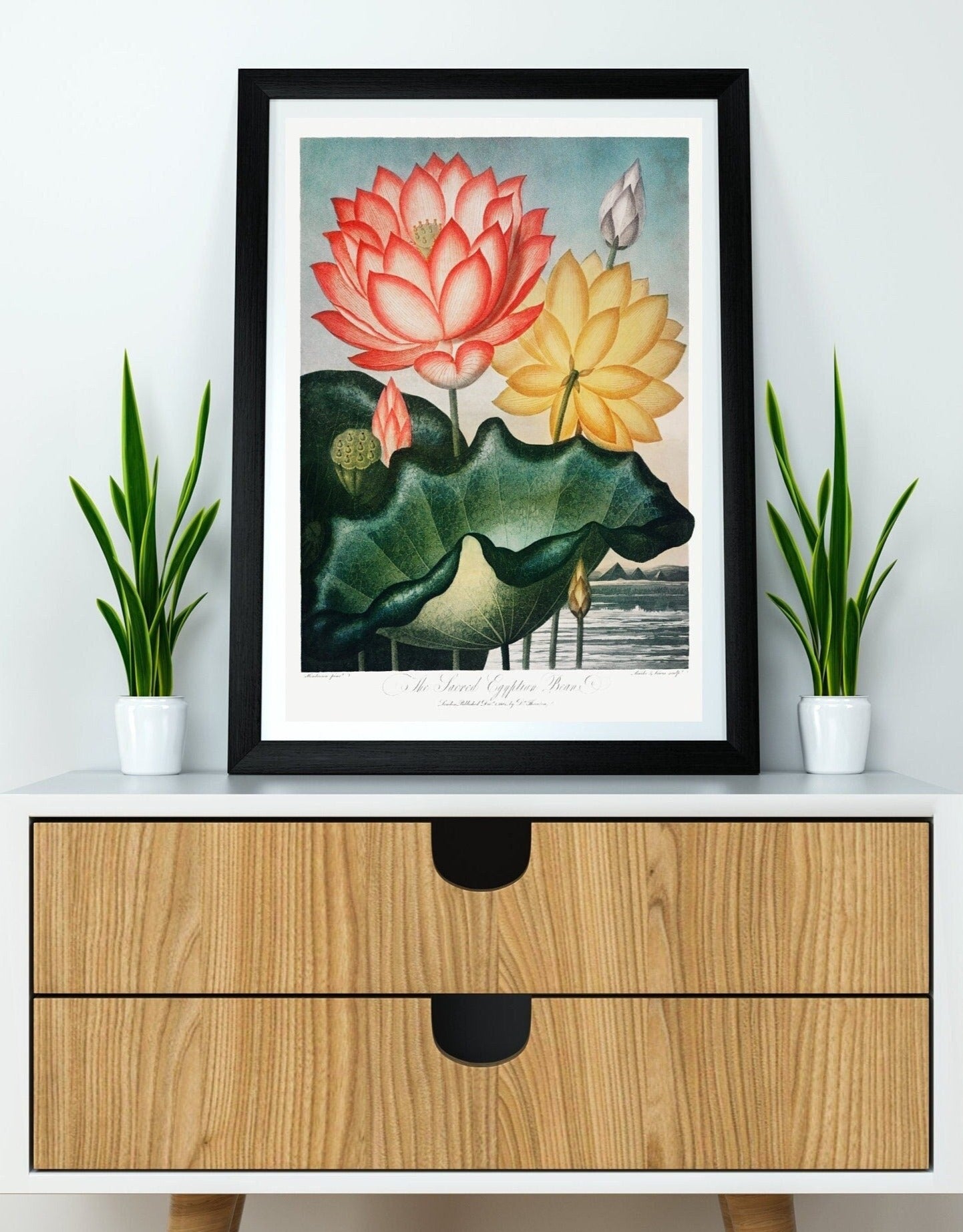 The Sacred Egyptian Bean Plant Flower Botanical Poster Print Wall Hanging Decor