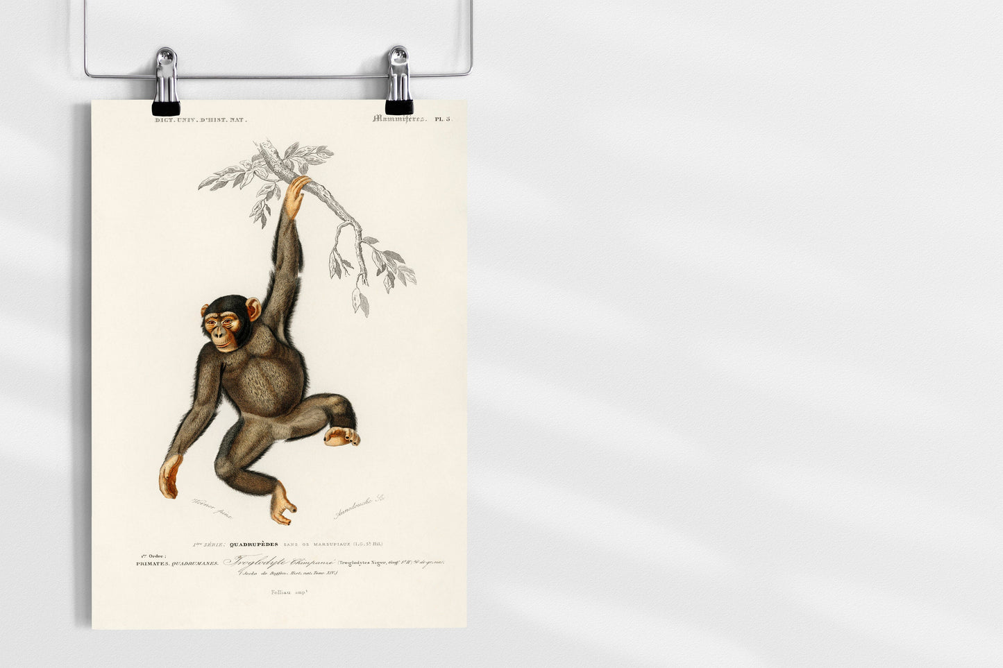 Chimpanzee Monkey Poster Print Wall Hanging Decor