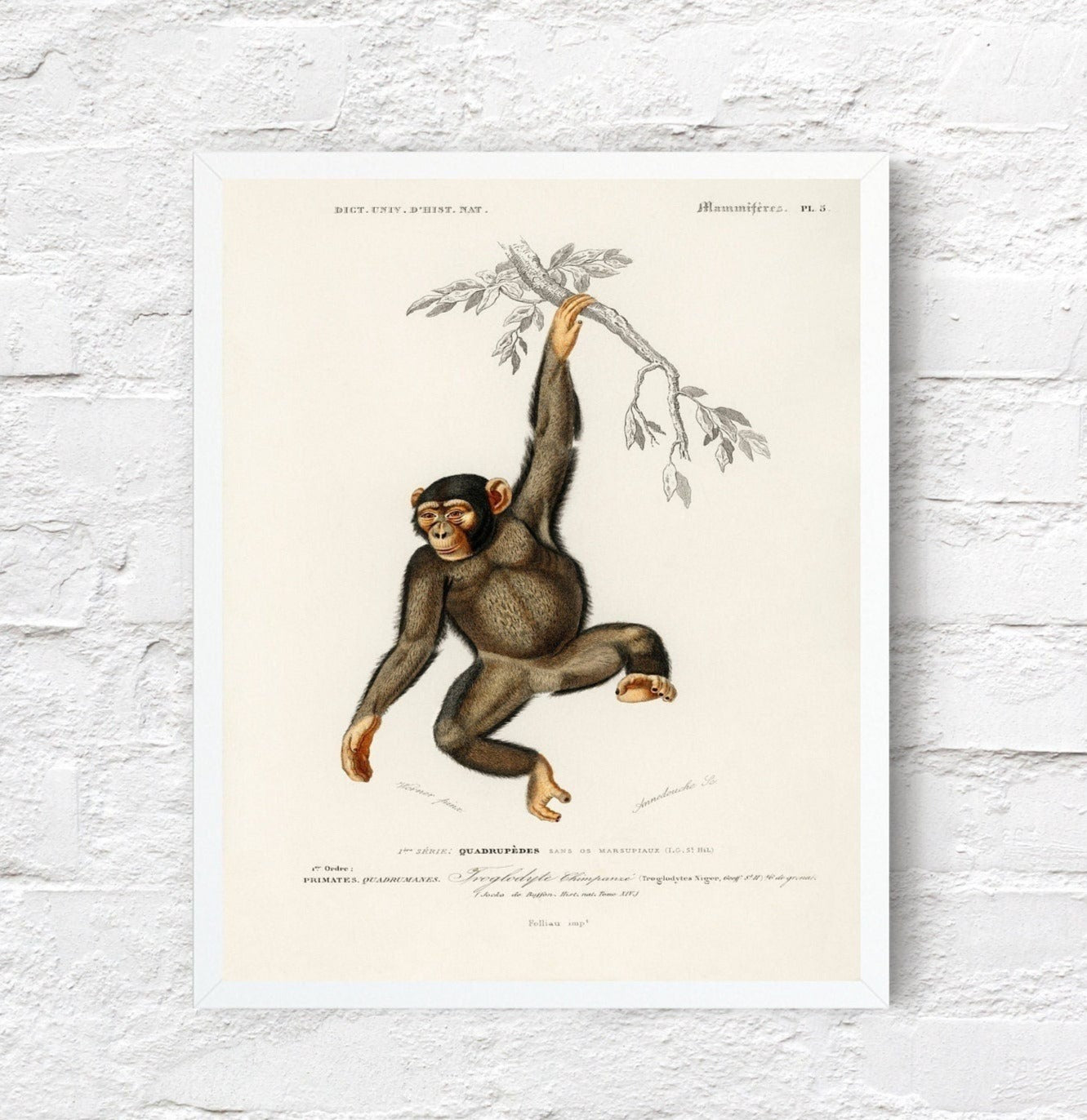 Chimpanzee Monkey Poster Print Wall Hanging Decor