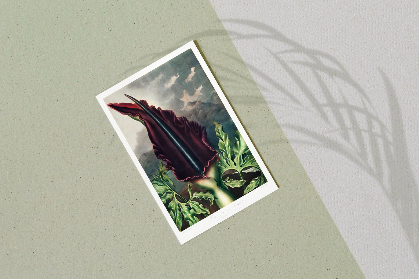 The Dragon Arum Flower Plant Botanical Poster Print Wall Hanging Decor