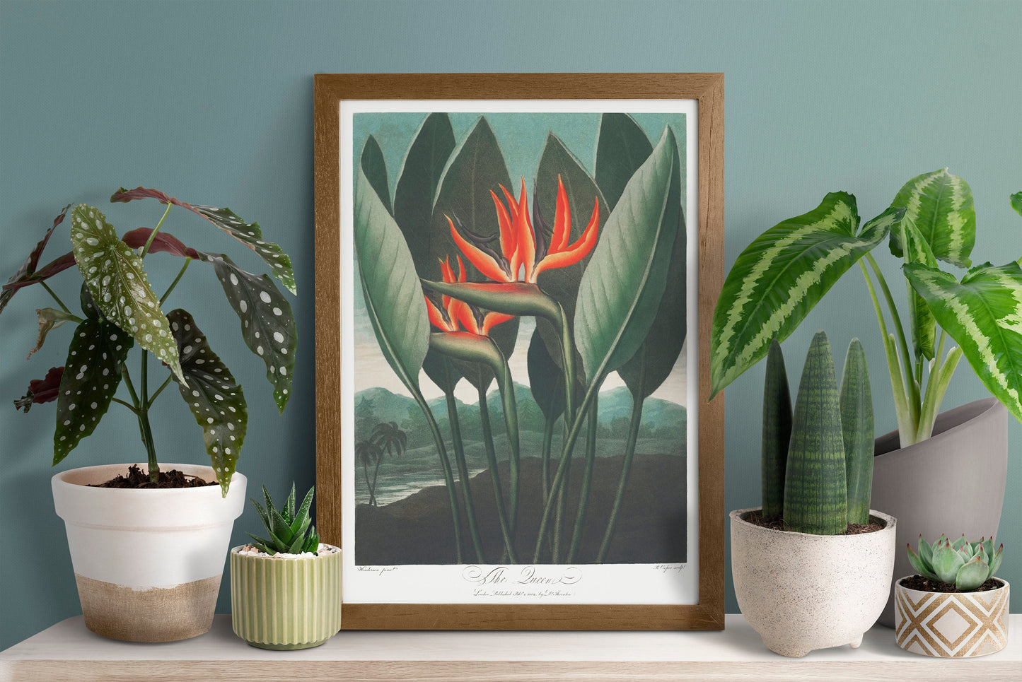 The Queen–Plant Flower Plant Botanical Poster Print Wall Hanging Decor