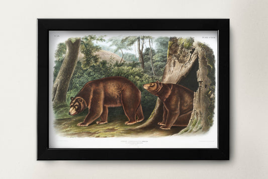 Cinnamon Bear Illustration Poster Print Wall Hanging Decor A4 A3 A2