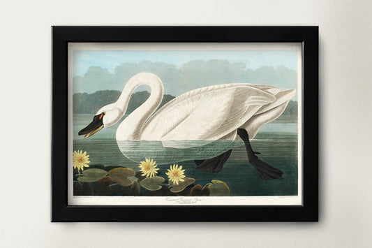 Swan Illustration Poster Print Wall Hanging Decor A4 A3 A2