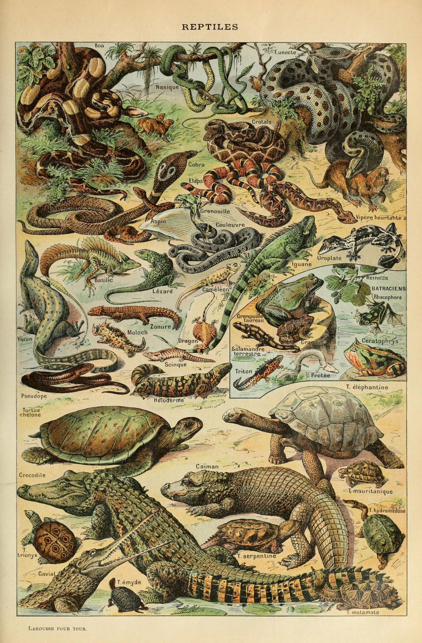 Types of Reptiles Illustration by Adolphe Millot Poster Print Wall Hanging Decor A4 A3 A2