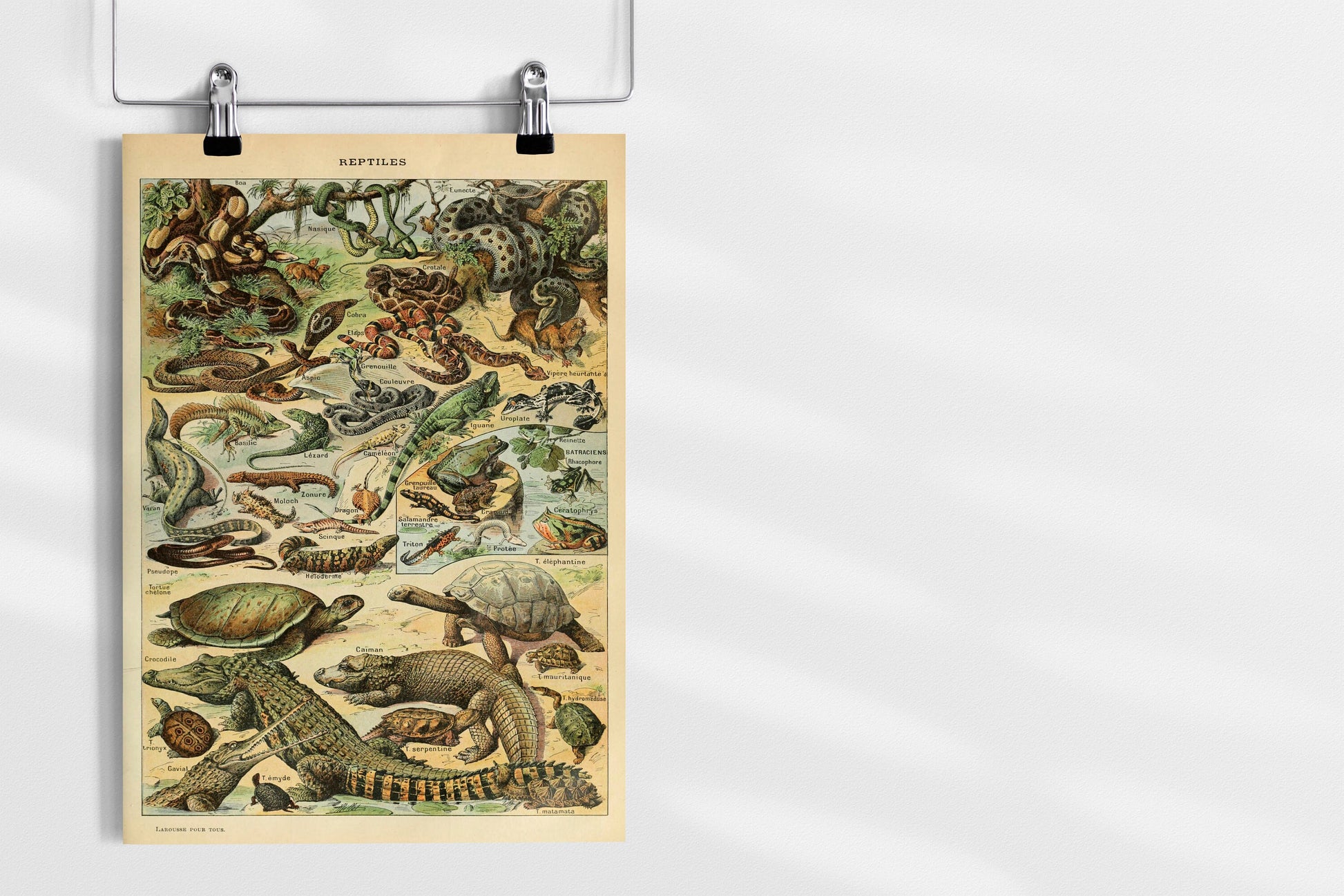 Types of Reptiles Illustration by Adolphe Millot Poster Print Wall Hanging Decor A4 A3 A2