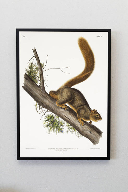 Red-tailed Squirrel Illustration Poster Print Wall Hanging Decor A4 A3 A2