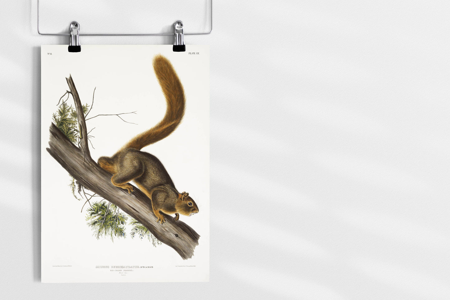 Red-tailed Squirrel Illustration Poster Print Wall Hanging Decor A4 A3 A2