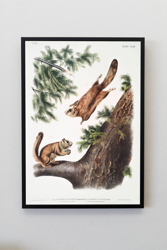Severn River Flying Squirrel and Rocky Mountain Squirrel Illustration Poster Print Wall Hanging Decor A4 A3 A2