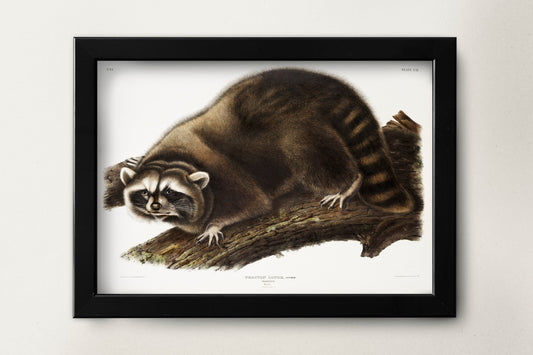 Raccoon Illustration Poster Print Wall Hanging Decor A4 A3 A2