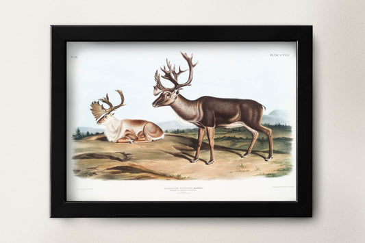 Reindeer Illustration Poster Print Wall Hanging Decor A4 A3 A2  .