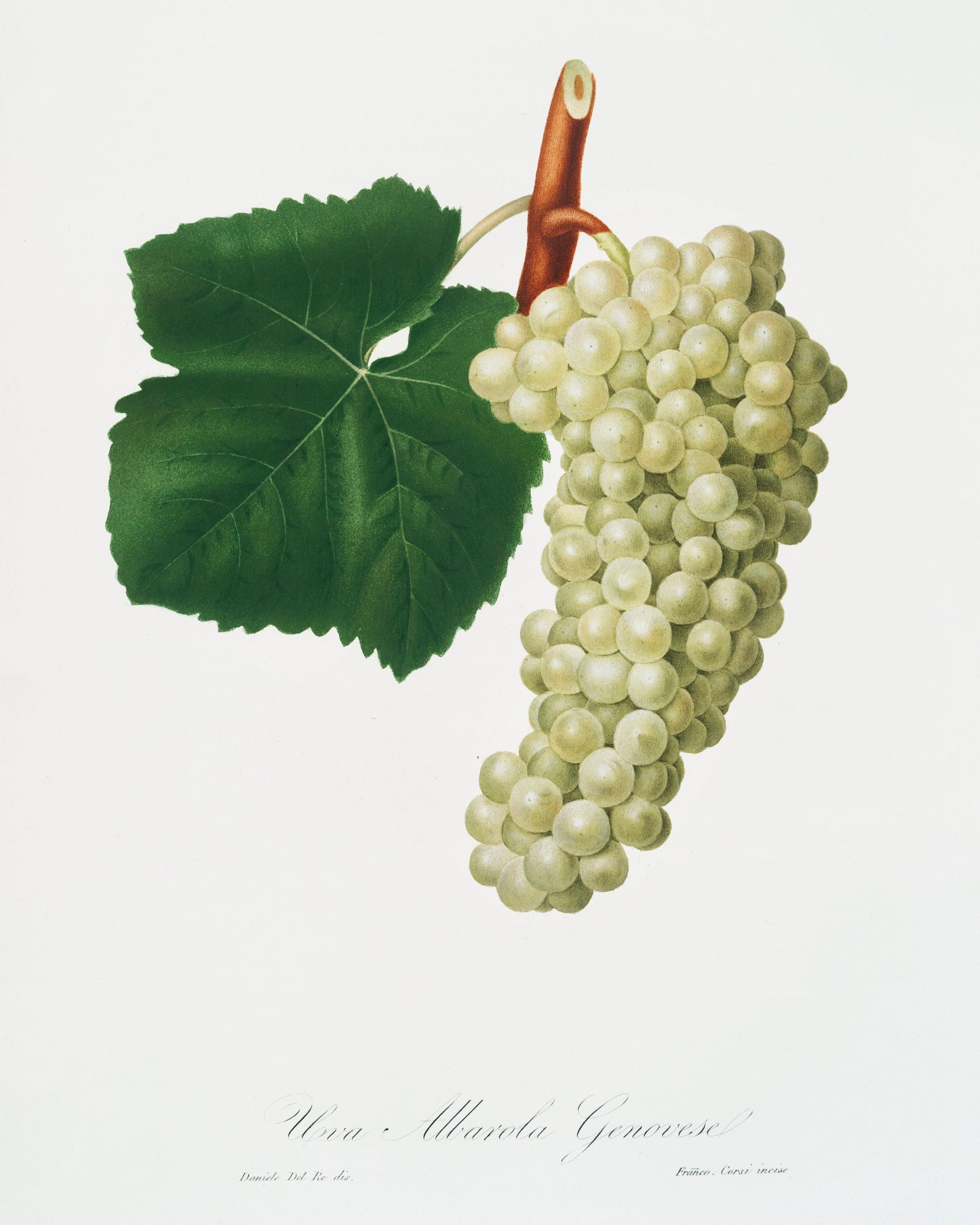 Vintage White Grape Illustration Poster Print Wall Hanging Decor A4 A3 A2