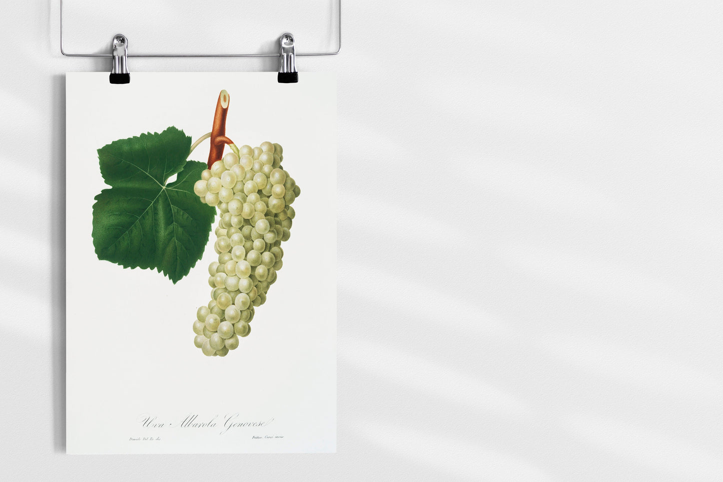 Vintage White Grape Illustration Poster Print Wall Hanging Decor A4 A3 A2