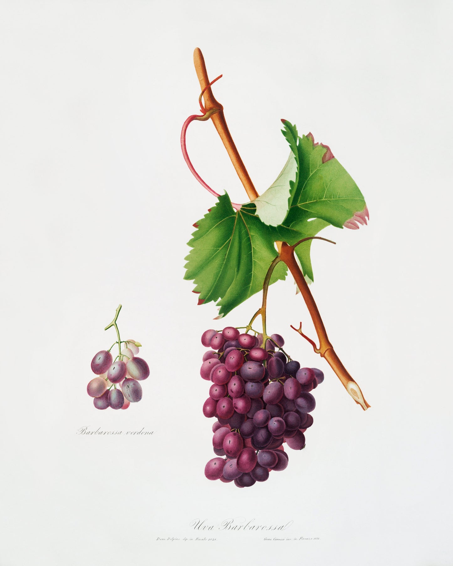 Vintage Grape Illustration Poster Print Wall Hanging Decor A4 A3 A2