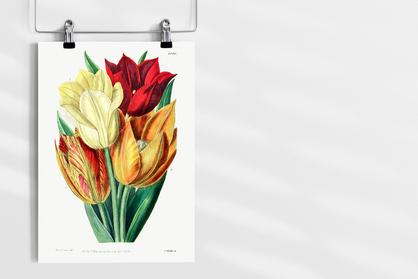 Rough stemmed tulip Illustration Poster Print Wall Hanging Decor A4 A3 A2
