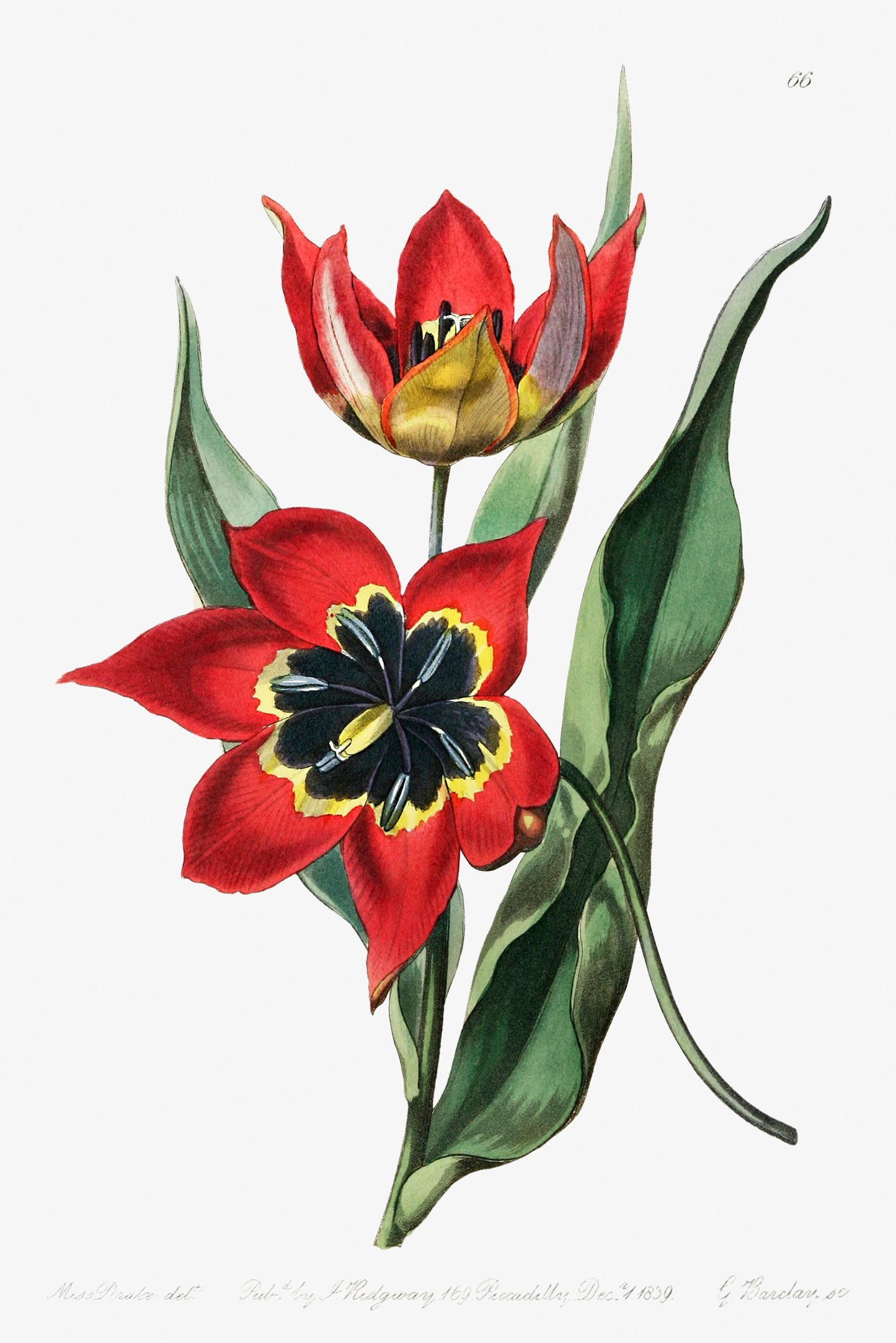 Strong smelling tulip Flower Illustration Poster Print Wall Hanging Decor A4 A3 A2