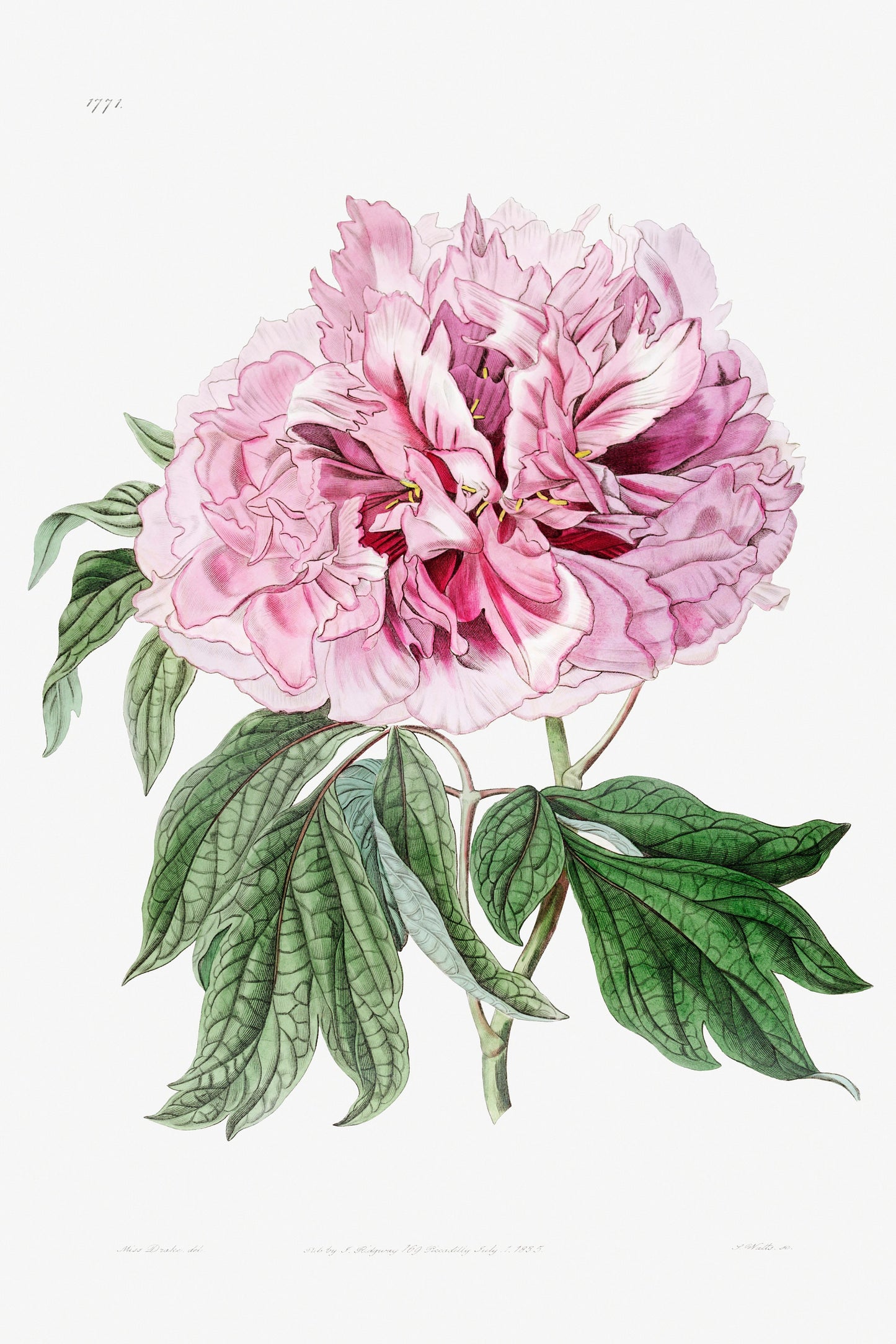 Double red curled tree peony Flower Illustration Poster Print Wall Hanging Decor A4 A3 A2