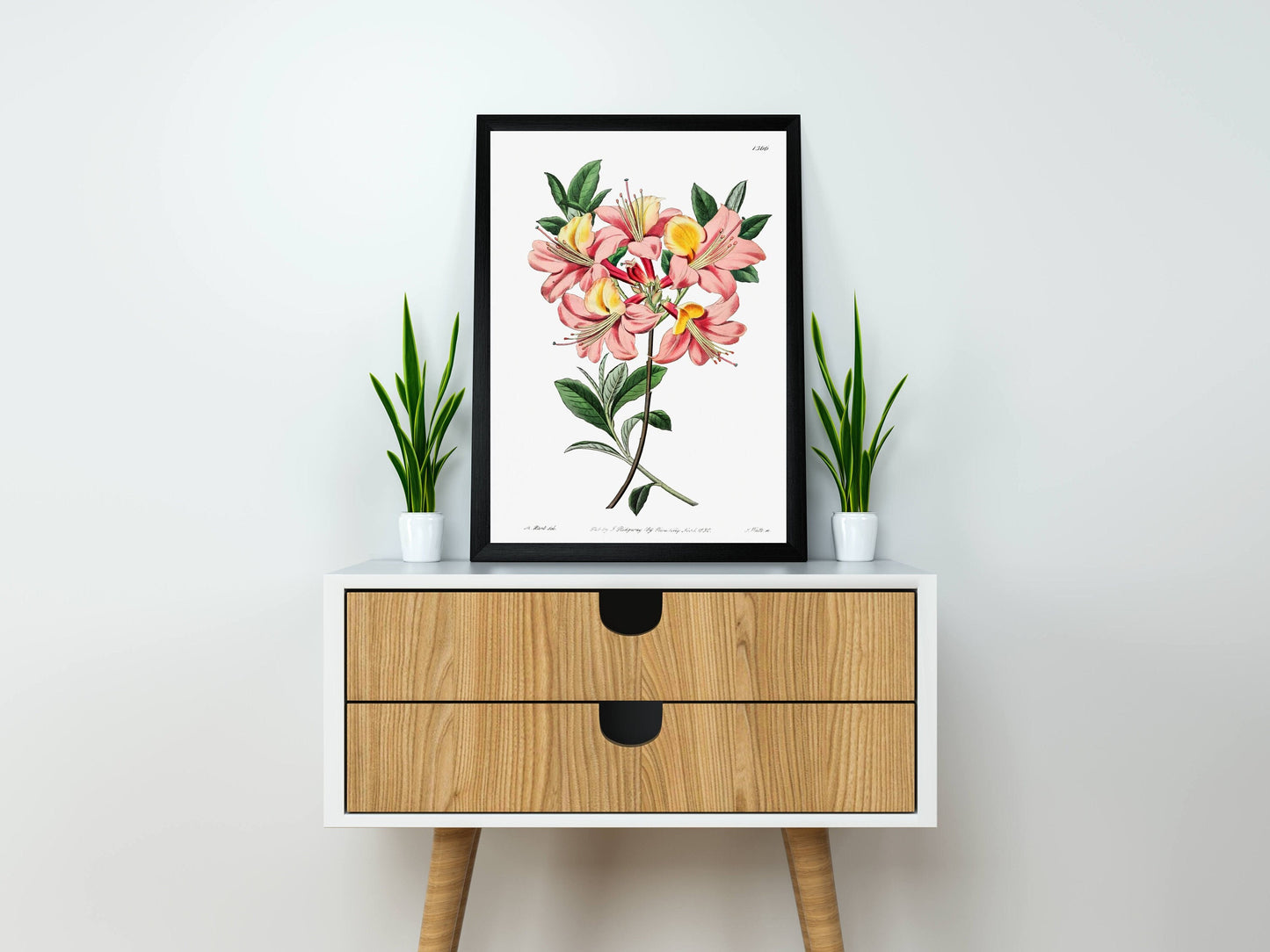 Changeable pontic azalea Flower Illustration Poster Illustration Print Wall Hanging Decor A4 A3 A2