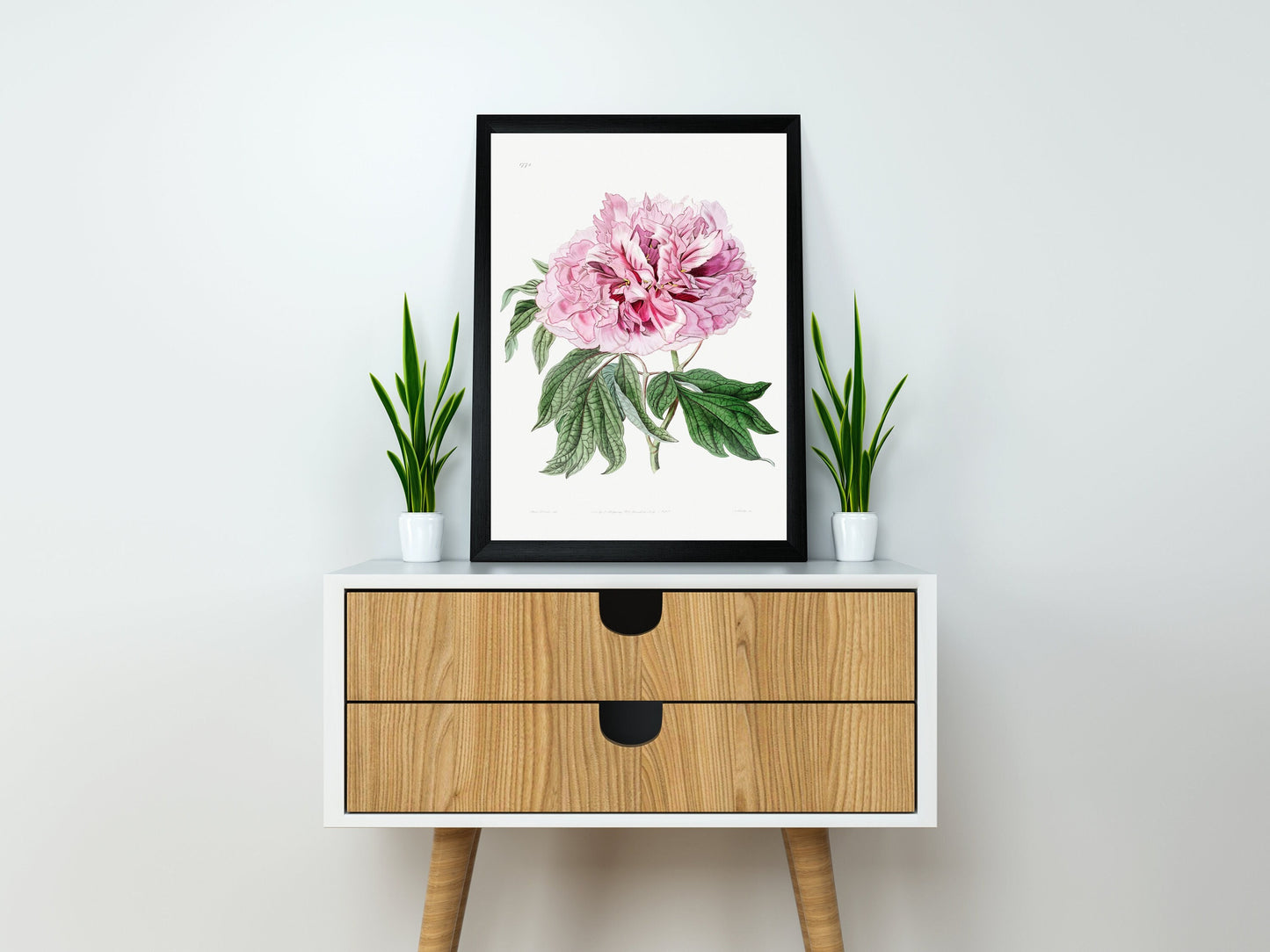 Double red curled tree peony Flower Illustration Poster Print Wall Hanging Decor A4 A3 A2