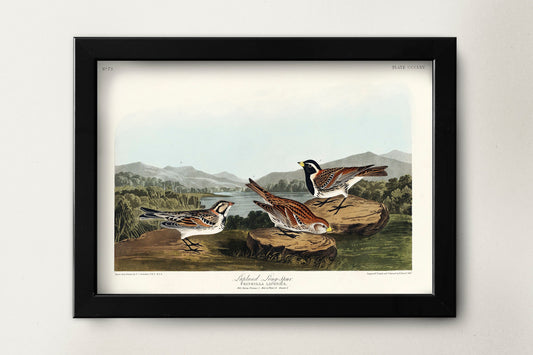 Lapland Long-spur from Birds of America by John James Audubon Poster Print Illustration Wall Hanging Decor A4 A3 A2