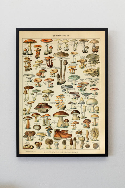 Mushrooms Prints Fungi Art Chart of Mushroom varieties Illustration Adolphe Milot Poster Print Wall Hanging Decor A4 A3 A2